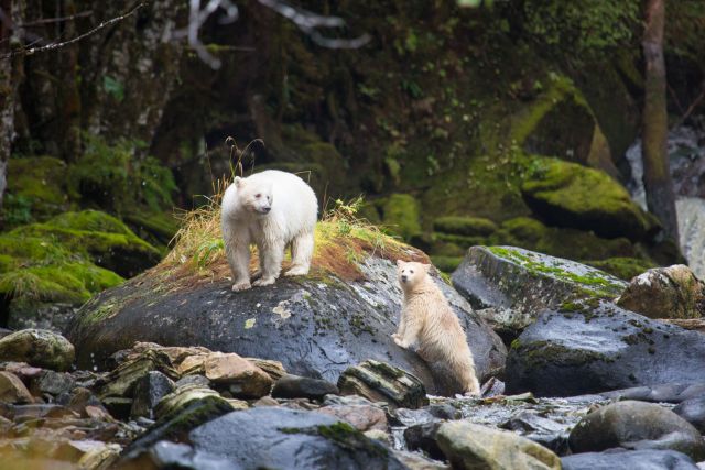 Spirit Bear Lodge, Canada
