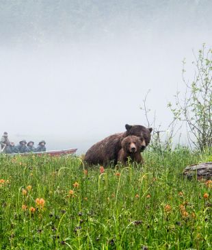 Five best bear-spotting experiences in Canada