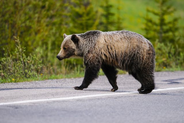 Grizzly bear in Alberta, Canada.