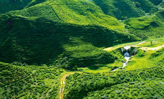 A verdant green, the Cameron Highlands north of Kuala Lumpur is a place of fantastical beauty.