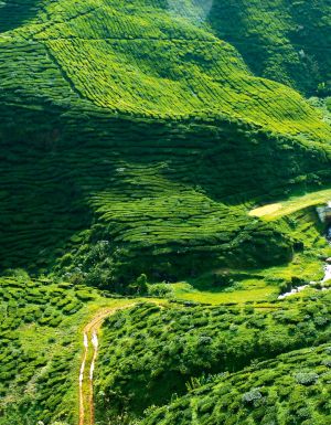 A verdant green, the Cameron Highlands north of Kuala Lumpur is a place of fantastical beauty.