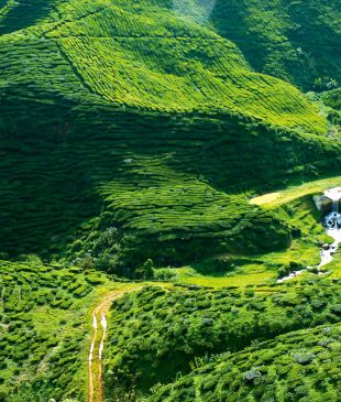 An alpine escape: Malaysia’s Cameron Highlands