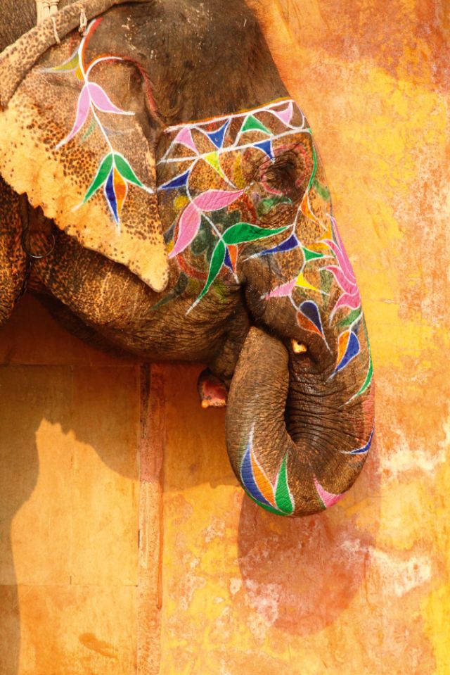 Elephants on the streets of Jaipur, India.