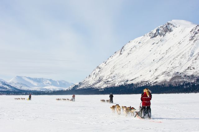 Mushing on in the Yukon