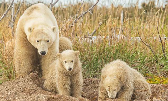 Mother and Cub Polar Bears, Churchill, Manitoba, Canada