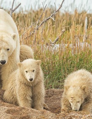 Mother and Cub Polar Bears, Churchill, Manitoba, Canada