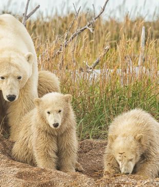 What it’s like to visit the polar bear capital of the world