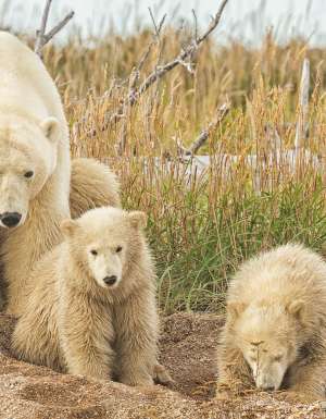 Mother and Cub Polar Bears, Churchill, Manitoba, Canada