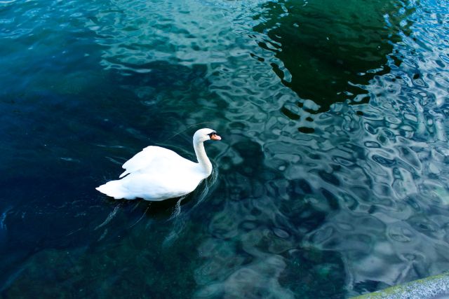 Swans gliding on the Reuss River.
