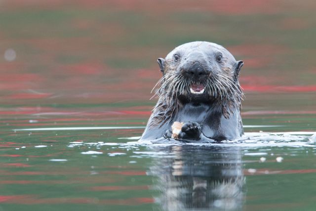 Smiling sea otter