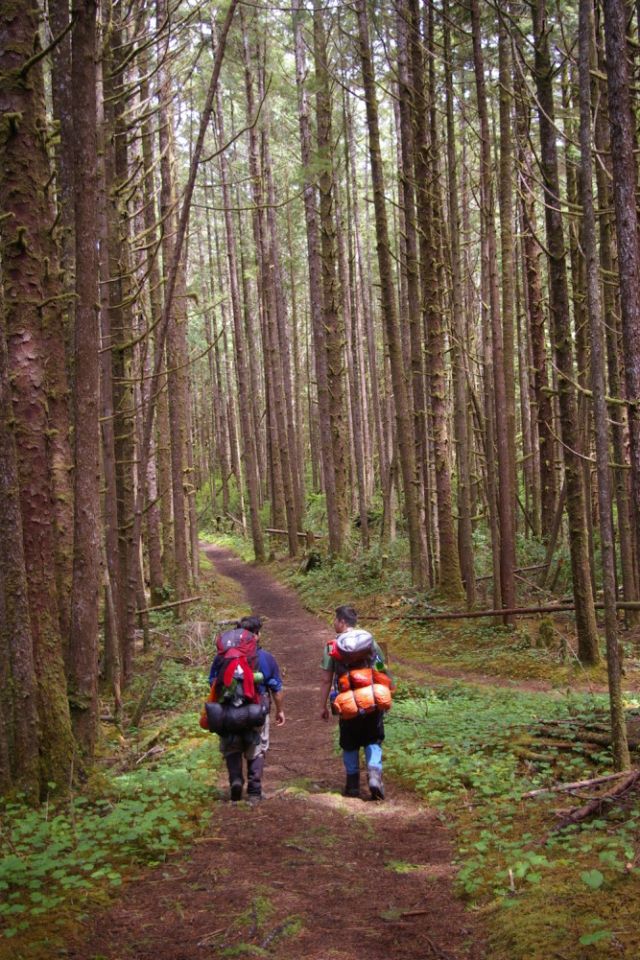 Tall trees