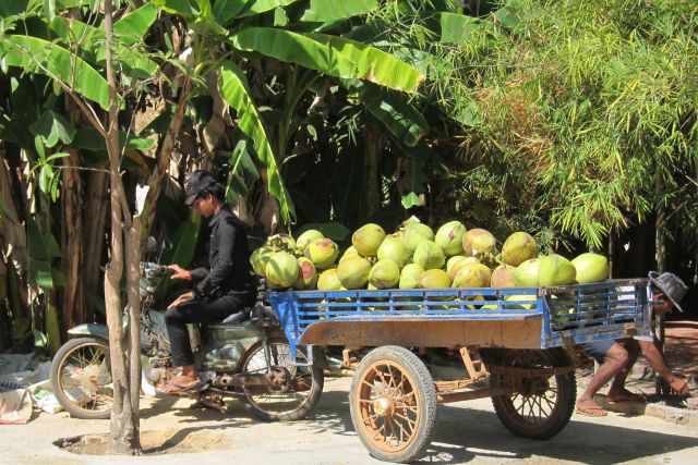 Coconut vendor in Barbodos.