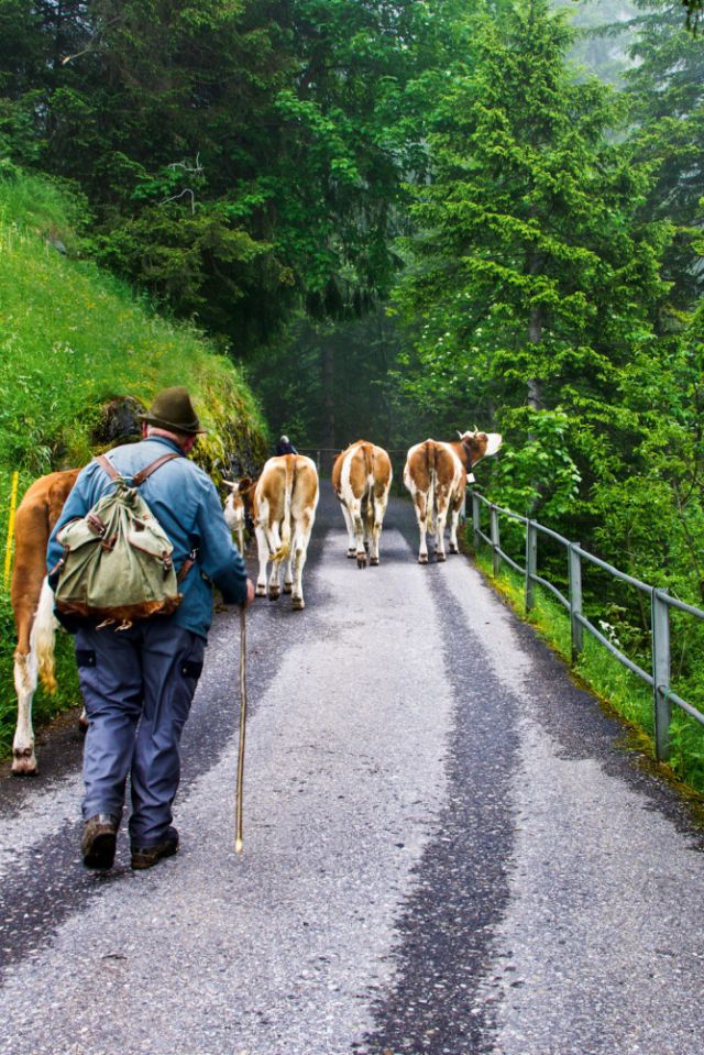 Dairy cows - a common sight on country roads.