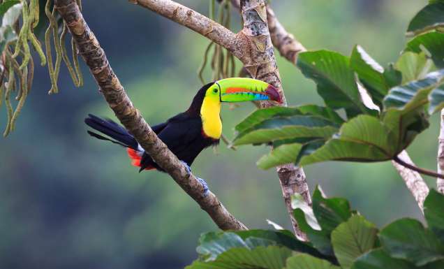 A rainbow-billed toucan is a vibrant sight in the jungle.