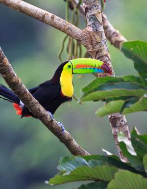 A rainbow-billed toucan is a vibrant sight in the jungle.