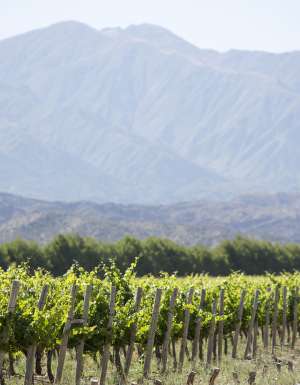 Vineyard in San Juan, Argentina.
