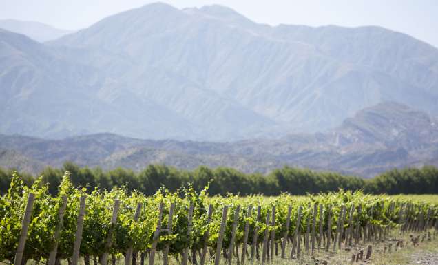 Vineyard in San Juan, Argentina.