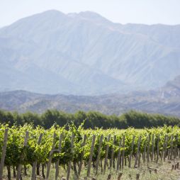 Vineyard in San Juan, Argentina.