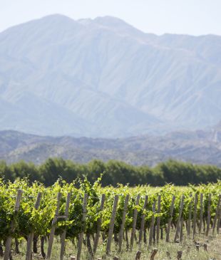Local’s guide to the best wine in Argentina
