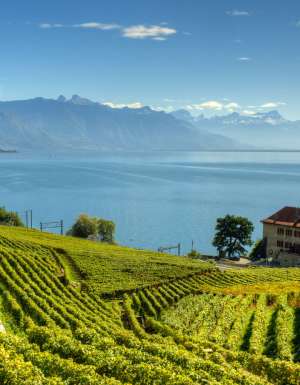 Lavaux Vineyard Terraces in Switzerland.