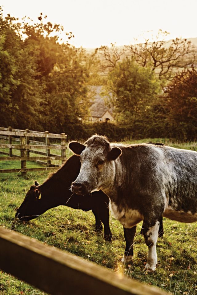 Some of the local Cotswolds residents.