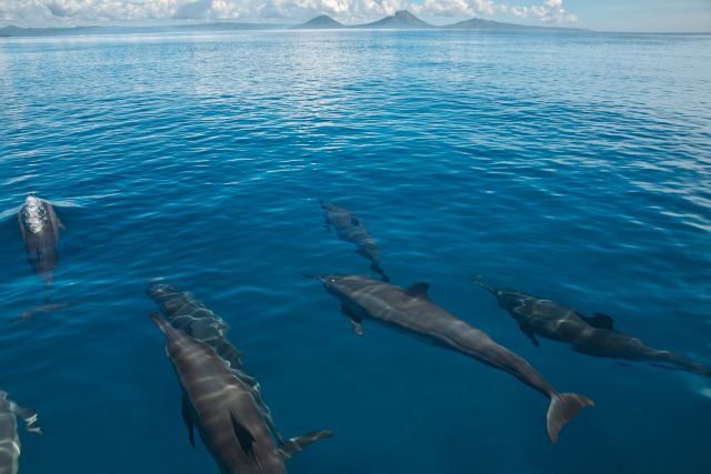 Spinner dolphins play with boats in the strait off Rabaul, Papua New Guinea.