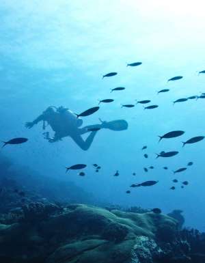 While a diving holiday may take more planning than your average snooze-by-the-pool resort variety, the rewards are more than worth it.