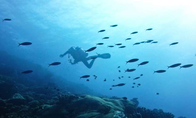 While a diving holiday may take more planning than your average snooze-by-the-pool resort variety, the rewards are more than worth it.