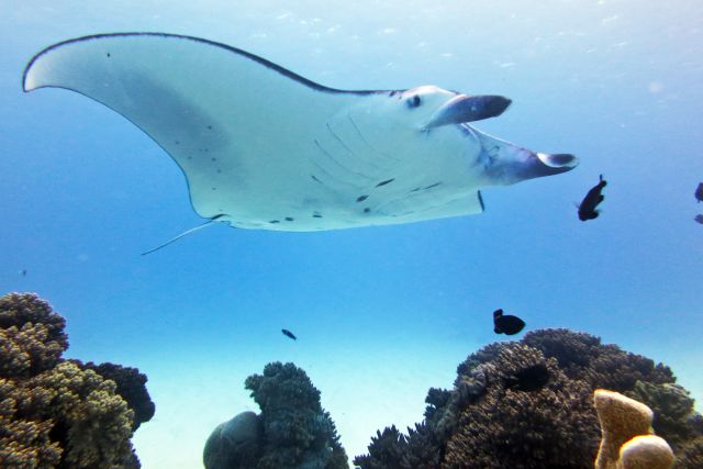 The Yasawa Islands of Fiji are a great place to dive with one of the ocean’s most magnificent creatures: the manta ray.
