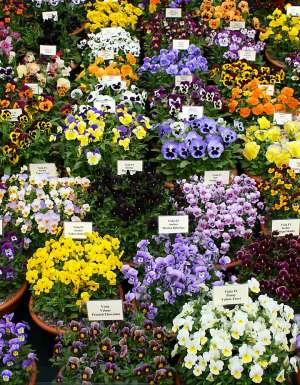Chelsea Flower Show in London, England