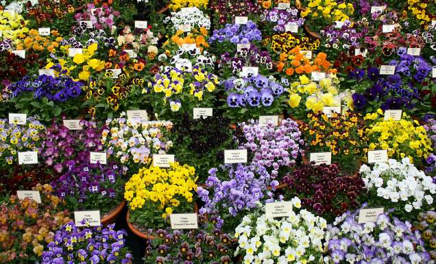 Chelsea Flower Show in London, England
