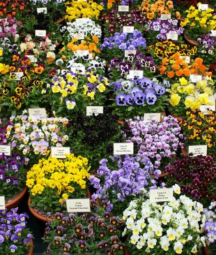 Flower power! The world’s prettiest flower festivals