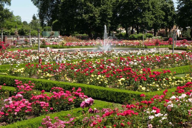 Portland Rose Festival in Oregon, USA