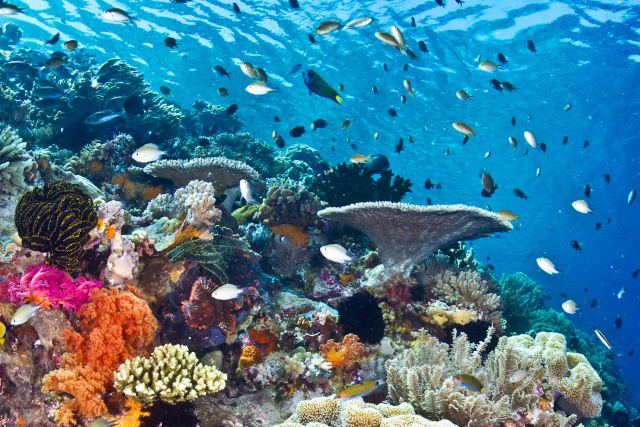 You don’t have to be particularly fit to dive and it can take you to some of the most spectacular places on the planet.