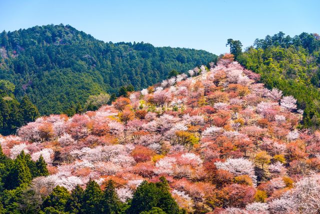 Cherry blossoms in Yoshino-yama, Japan