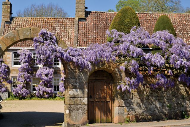 Wisteria Jersey, United Kingdon 100 secret gems Jersey