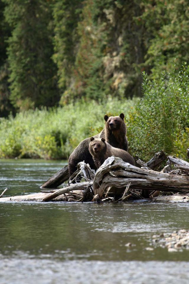 mitchell river cariboo mountains bear whisperer tours Ecotours BC