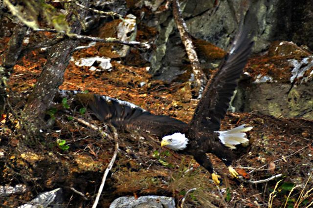 bear whisperer tour bald eagle mitchell river cariboo mountains forest