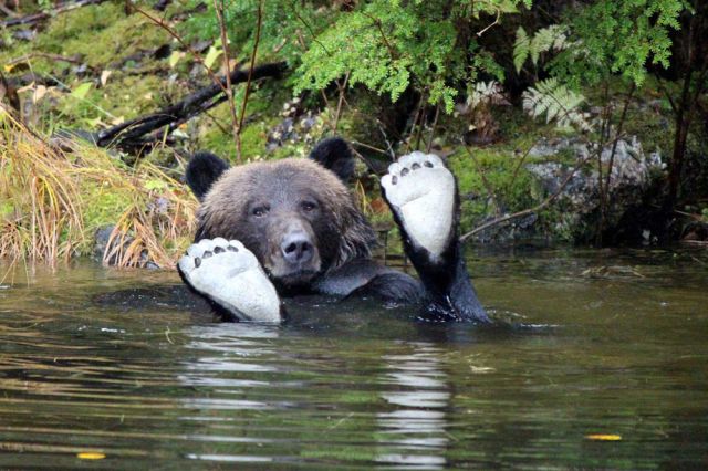 spirit bear lodge tour british columbia bear watching