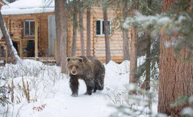 Bear Cave Mountain Yukon Canada Wilderness Bears adventure
