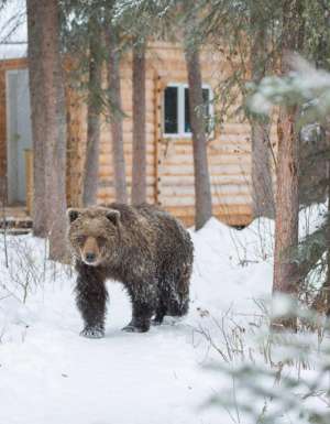 Bear Cave Mountain Yukon Canada Wilderness Bears adventure