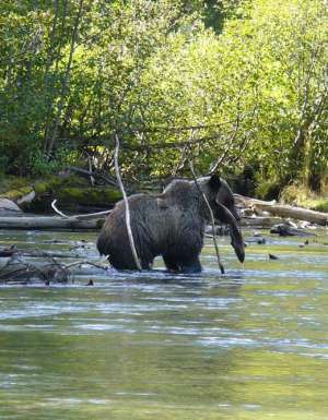 bear salmon ecotour mitchell river cariboo mountains british columbia