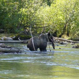 bear salmon ecotour mitchell river cariboo mountains british columbia