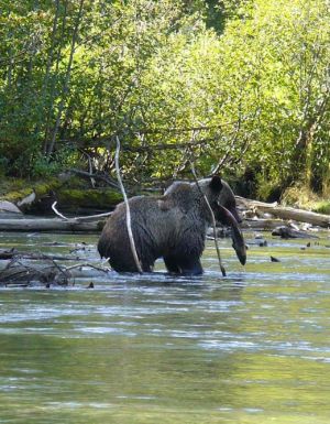 bear salmon ecotour mitchell river cariboo mountains british columbia