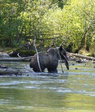 Would you walk amongst grizzlies with a BC bear whisperer?