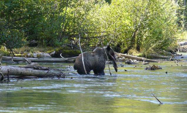 bear salmon ecotour mitchell river cariboo mountains british columbia