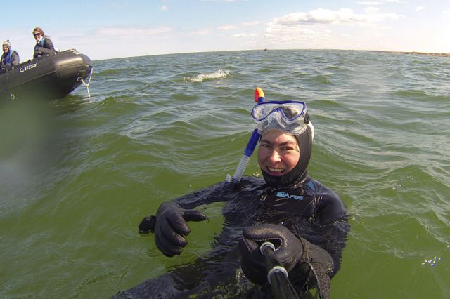 beluga whale swimming hudson bay arctic water canada Manitoba