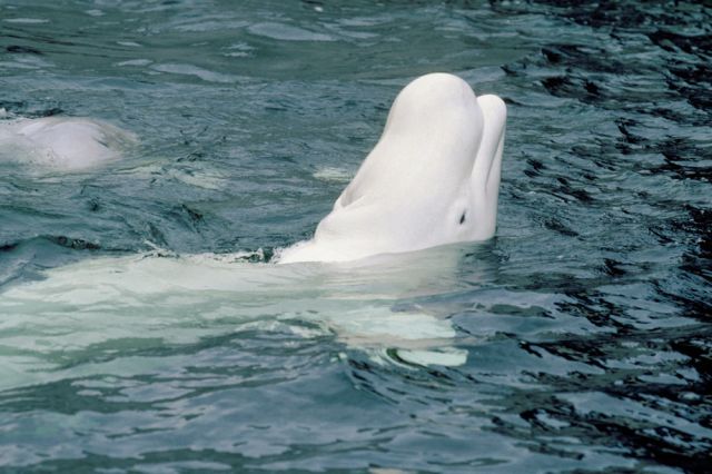 beluga whale swimming hudson bay arctic water canada Manitoba