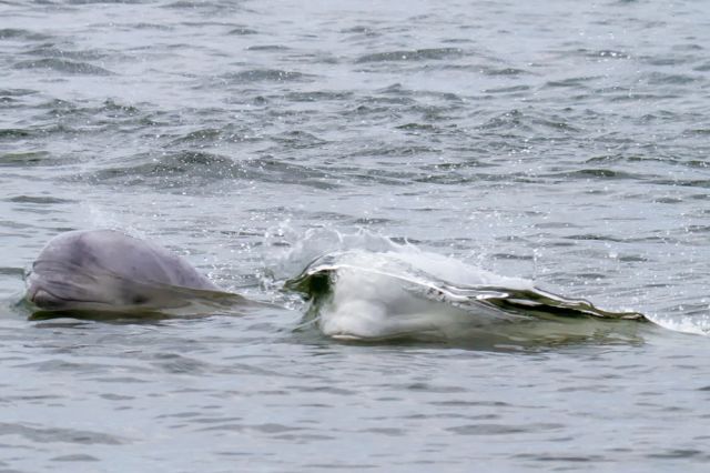beluga whale swimming hudson bay arctic water canada Manitoba