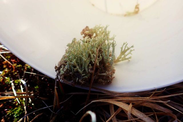 newfoundland food foodies eat dine traditional Candied caribou moss